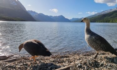 Pareja de cauquenes en la orilla del Lago Roca, dentro del Parque Nacional Tierra del Fuego, rodeados de naturaleza patagónica.