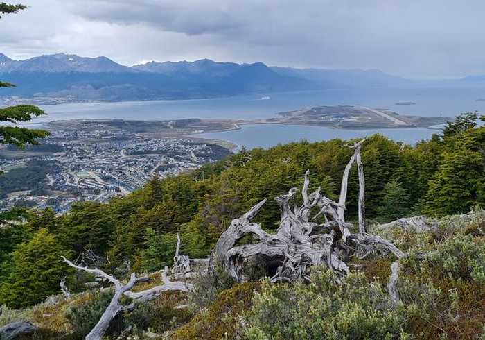 Vista panorámica de Ushuaia, Argentina, y el Canal Beagle desde la cima del Monte Susana, con raíces de árboles muertos en primer plano y el logo de XPLOR Turismo en la esquina, bajo un cielo dramático.