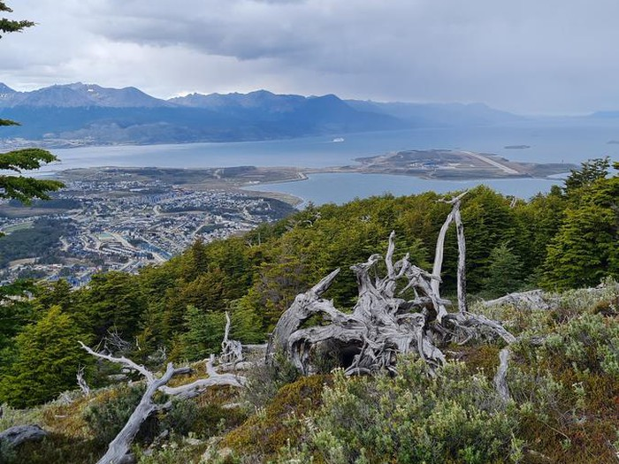 Vista panorámica de Ushuaia, Argentina, y el Canal Beagle desde la cima del Monte Susana, con raíces de árboles muertos en primer plano y el logo de XPLOR Turismo en la esquina, bajo un cielo dramático.